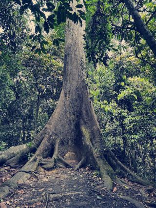 Моё дикое (и немного потное) приключение в тропическом парке Сандакан 🌿🐒