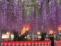 งานเทศกาลดอกวิสเทอเรีย, ฟุกุโอกะ
