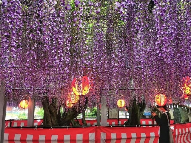 งานเทศกาลดอกวิสเทอเรีย, ฟุกุโอกะ