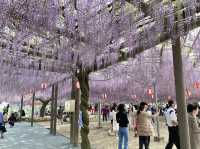 งานเทศกาลดอกวิสเทอเรีย, ฟุกุโอกะ