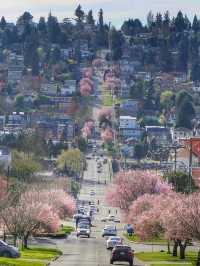 Petals and Peaks: Seattle’s Cherry Blossom Charm