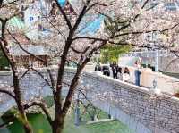 Seokchon Lake Cherry Blossoms: Seoul’s Hidden Pink Oasis