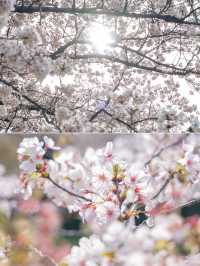 【東京】美しい桜とその歴史