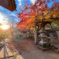 【静岡】伊豆の小京都と呼ばれる景色がみれる「修善寺」
