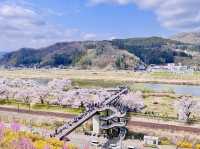 🇯🇵仙台櫻花 千櫻公園🌸🌼