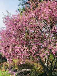 Late April Visit in Byukchoji Gardens 