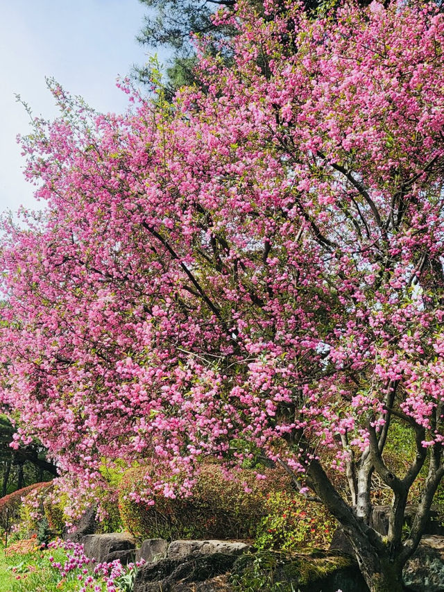 Late April Visit in Byukchoji Gardens 