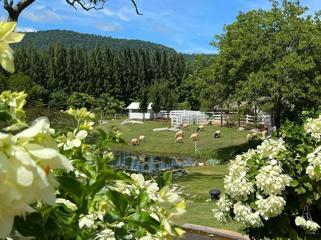 Bucolic Khaoyai ！泰國🇹🇭 迷你動物園 