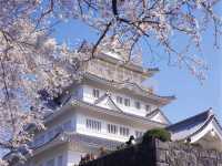 “Castle in Bloom: Cherry Blossoms and History at Inohana Park”
