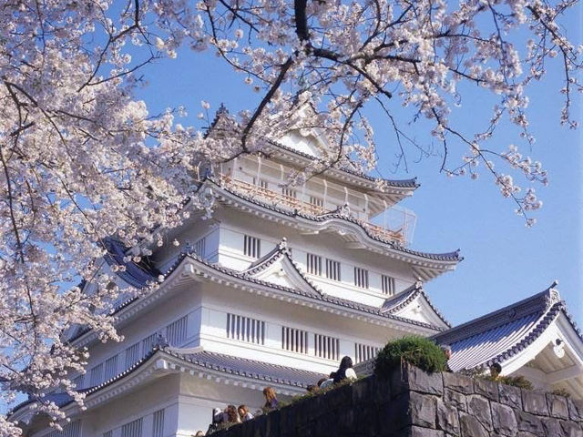 “Castle in Bloom: Cherry Blossoms and History at Inohana Park”