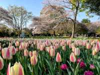東京賞櫻-百花齊放的國營昭和紀念公園