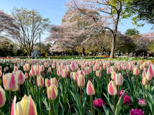 東京賞櫻-百花齊放的國營昭和紀念公園