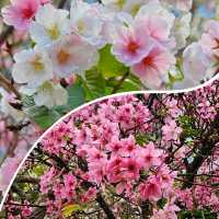 🌸香港城市中的櫻花🌸