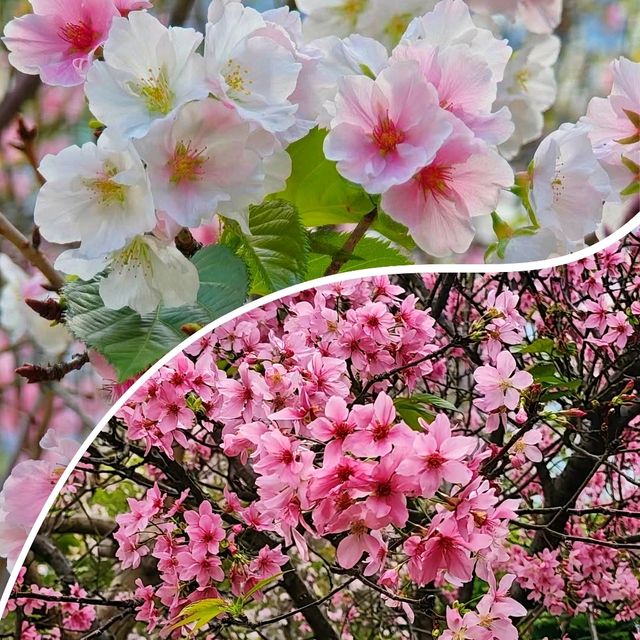 🌸香港城市中的櫻花🌸