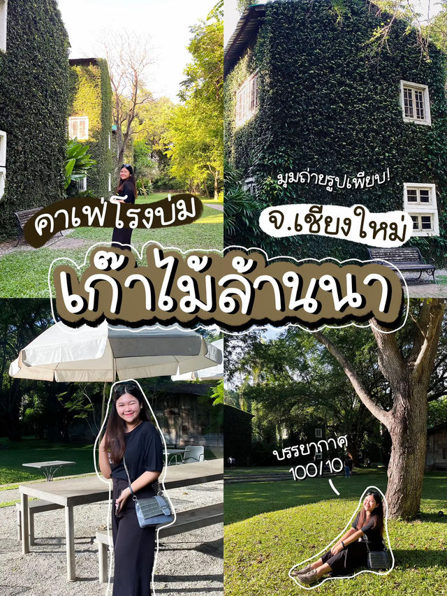 🌳 คาเฟ่โรงบ่ม-เก๊าไม้ ล้านนา เชียงใหม่วิวสวย✨☕️
