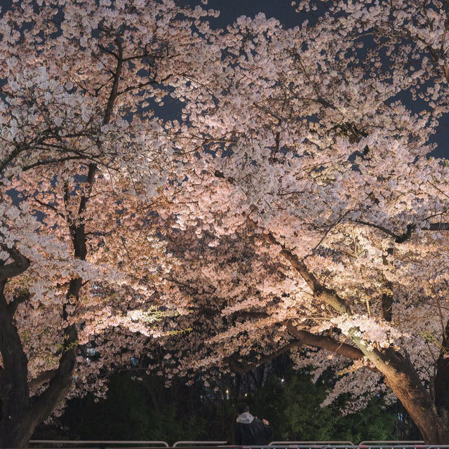 서울 밤벚꽃 명소 여의도 한강공원 