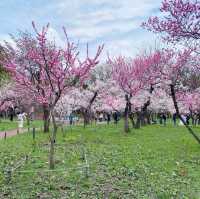 Sakura Blooming at Maruyama Park: A Springtime Delight