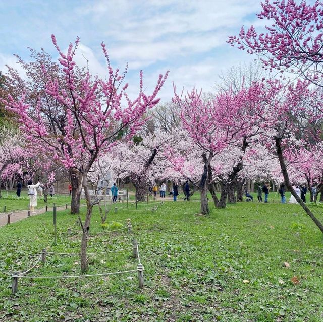 Sakura Blooming at Maruyama Park: A Springtime Delight