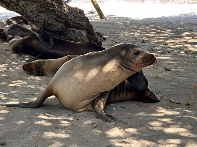 【イサベラ島】ペンギンとアシカと泳げる、赤道直下の野生の楽園。