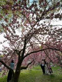 Honestly, kinda the perfect low-key hanami hangout.