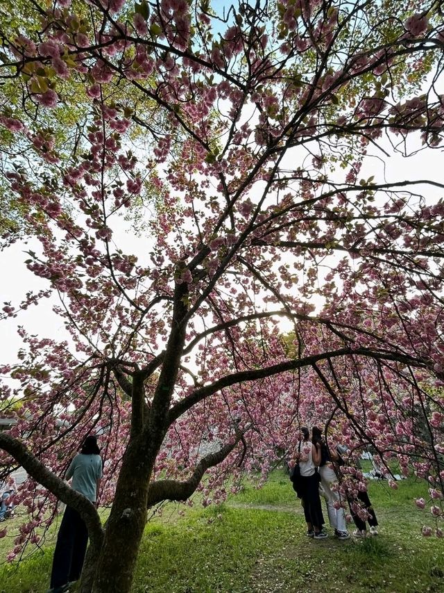 Honestly, kinda the perfect low-key hanami hangout.