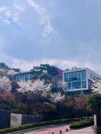 Seoul Cherry Blossom Season: Early April Was So Worth It! 🌸🇰🇷✨