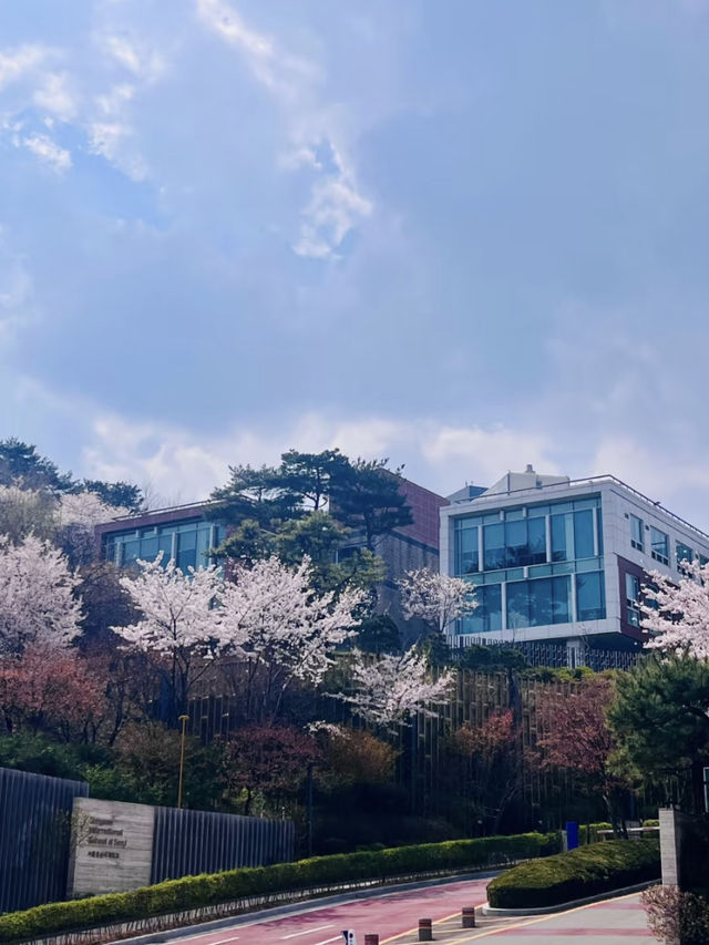 Seoul Cherry Blossom Season: Early April Was So Worth It! 🌸🇰🇷✨