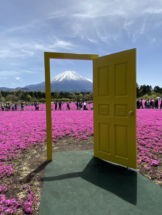 芝櫻
