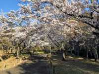 寶池公園櫻之林，京都本地人熱門的賞櫻景點