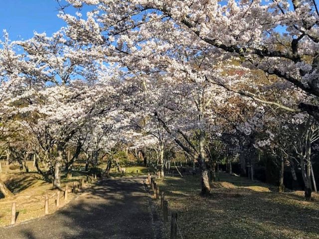 寶池公園櫻之林，京都本地人熱門的賞櫻景點