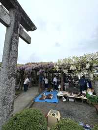 【福岡観光】樹齢100年以上の藤棚が広がる公園✨️