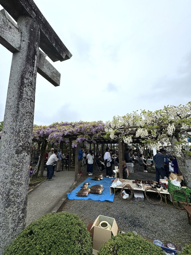 【福岡観光】樹齢100年以上の藤棚が広がる公園✨️