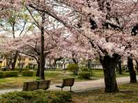 清水沼公園，曾經的沼澤之地，現搖身一變成了公園住宅和賞櫻之所