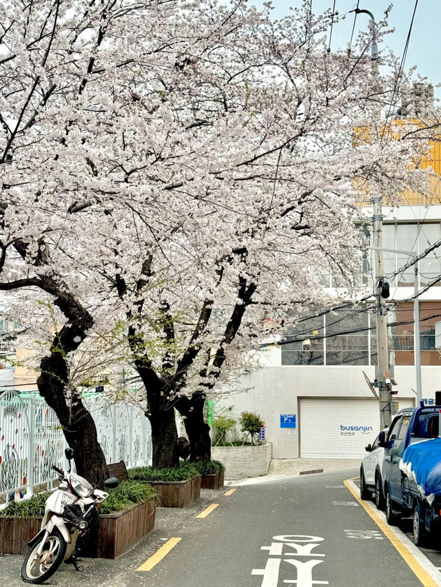 Busan’s Cherry Blossom Season Truly Feels Like Heaven on Earth! 🌸💕