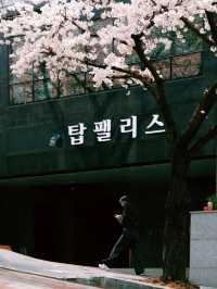 🌸Busan Diary | A Romantic Encounter Between Miss Cherry Blossom and Mr. Ocean🌊