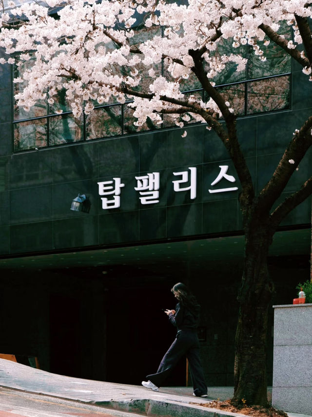 🌸Busan Diary | A Romantic Encounter Between Miss Cherry Blossom and Mr. Ocean🌊