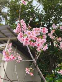 Cherry Blossoms & Skyline Views – A Sweet Surprise in Taipei
