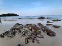 เกาะรอก อุทยานแห่งชาติหมู่เกาะลันตา