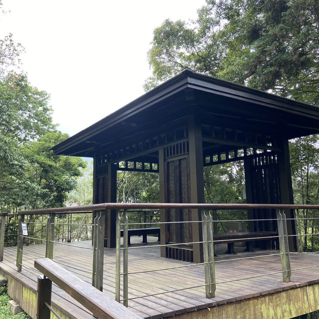 雲之南道步道｜茶園與竹林交織的療癒健行路線