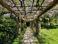 Beautiful Wisteria at Nymans: A Purple Dream in the Heart of Sussex