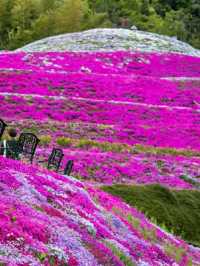 Tokushima – Dance, Mountains, and Cultural Harmony in Shikoku