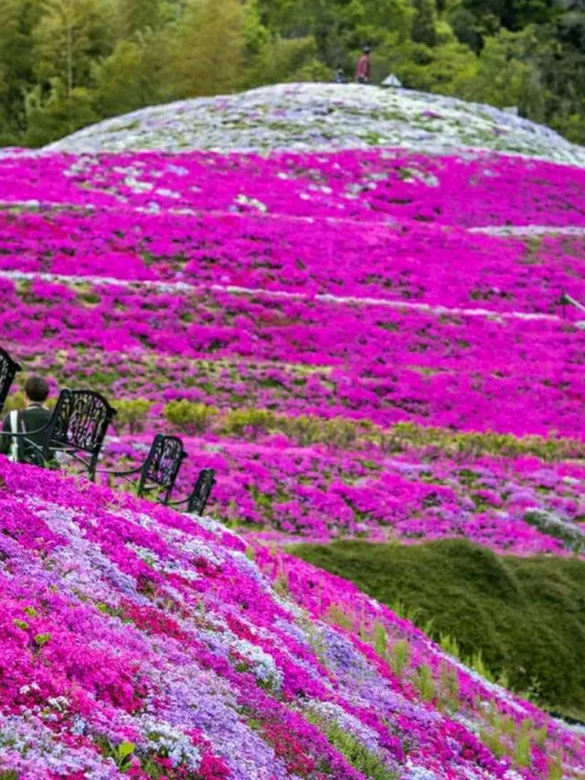 Tokushima – Dance, Mountains, and Cultural Harmony in Shikoku