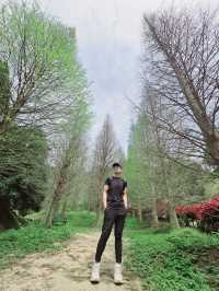 苗栗三灣落羽松莊園秘境