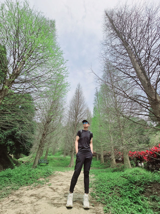 苗栗三灣落羽松莊園秘境