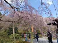 京都お寺巡り　天龍寺