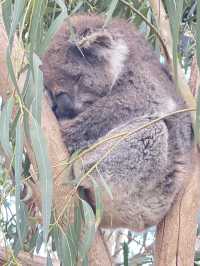 🐾 Warrnambool Wildlife Encounters: A Close-Up Australian Wildlife Experience  