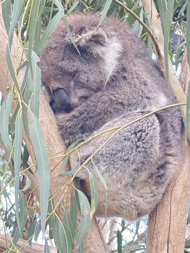 🐾 Warrnambool Wildlife Encounters: A Close-Up Australian Wildlife Experience  