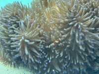 【美ら海水族館｜海の神秘に包まれる沖縄の人気スポット】 世界に誇る！ジンベエザメとマンタが泳ぐ大水槽に感動