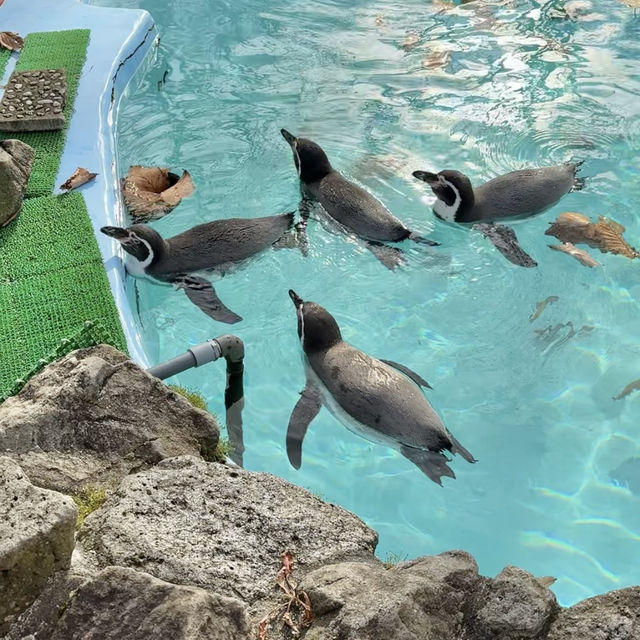 1日中楽しめる‼️レトロ遊園地と動物園