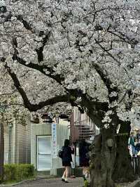 โอซาก้า🇯🇵
